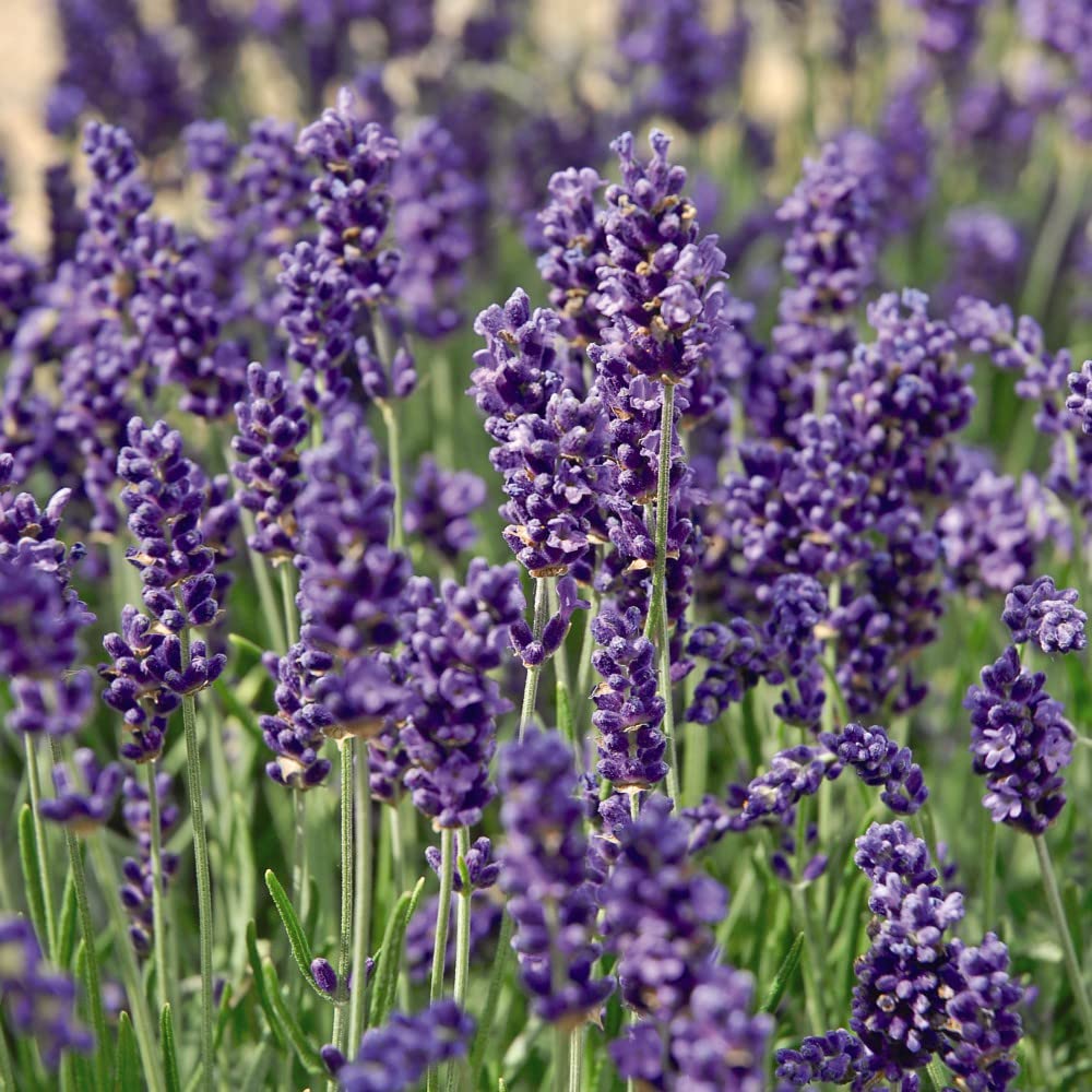 Hardy Shrub Lavender Hidcote Lavandula angustifolia English Lavender Scented Potted Garden Flowering Perennials 3X 9cm Potted Plants by Thompson and Morgan