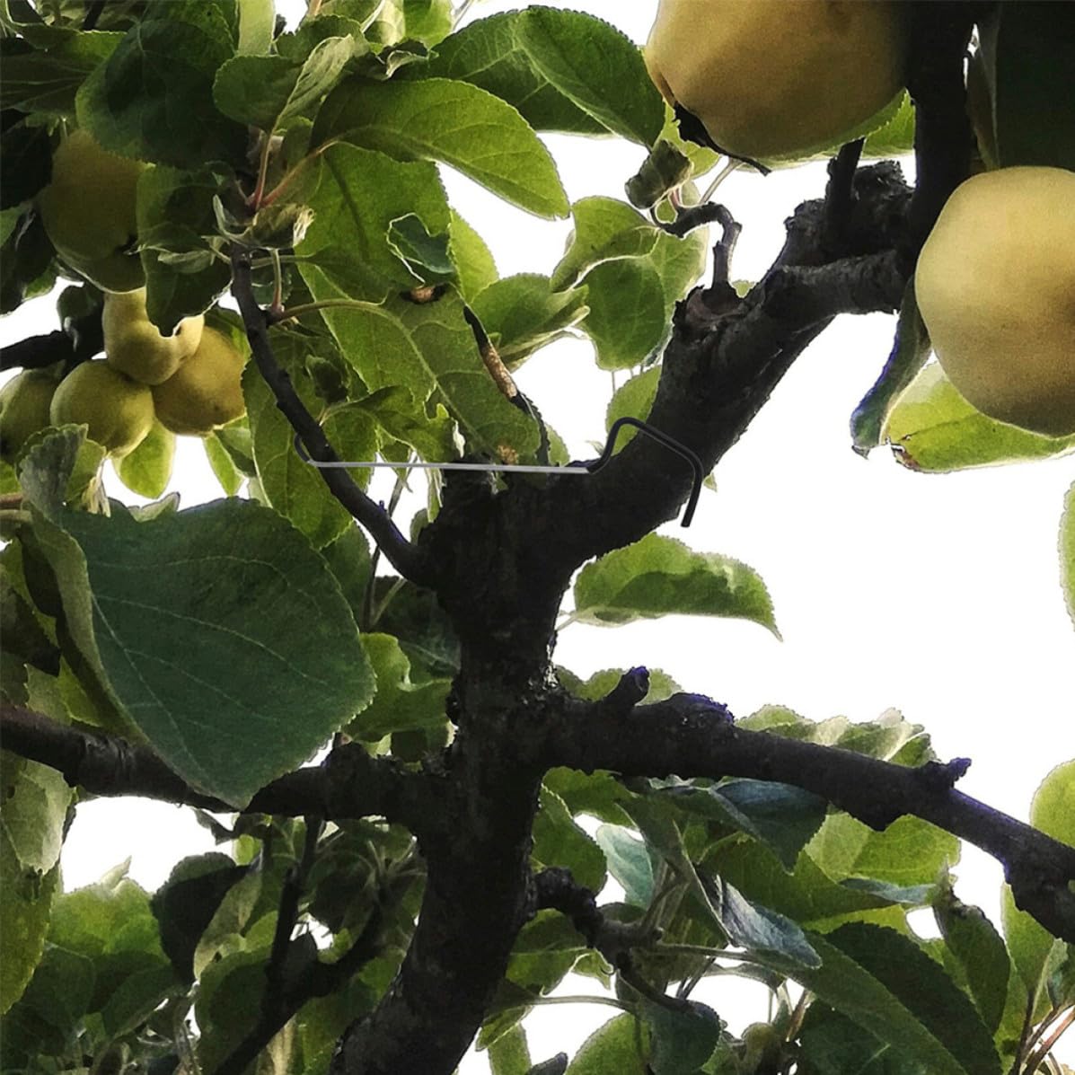 Obstbaum Zweigspreizer Schwarzer Zweig- und Astspreizer 20 Stück zur Erziehung von Obstbäumen aus Galvanisiertem Stahl im Garten und Gewerblichen Obstplantagen