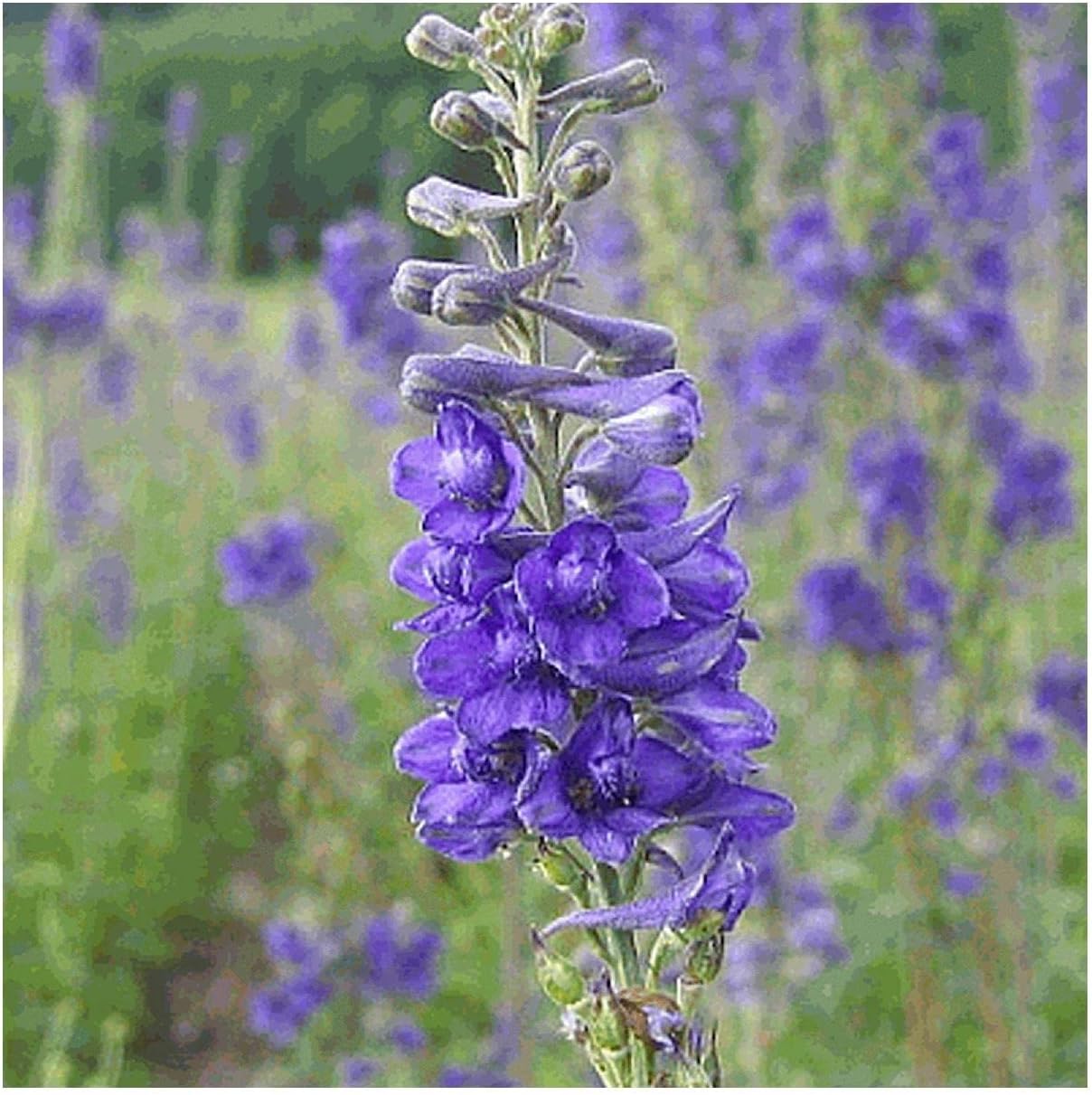 Everwilde Farms - 100 Tall Larkspur Native Wildflower Seeds - Gold Vault Seed Packet