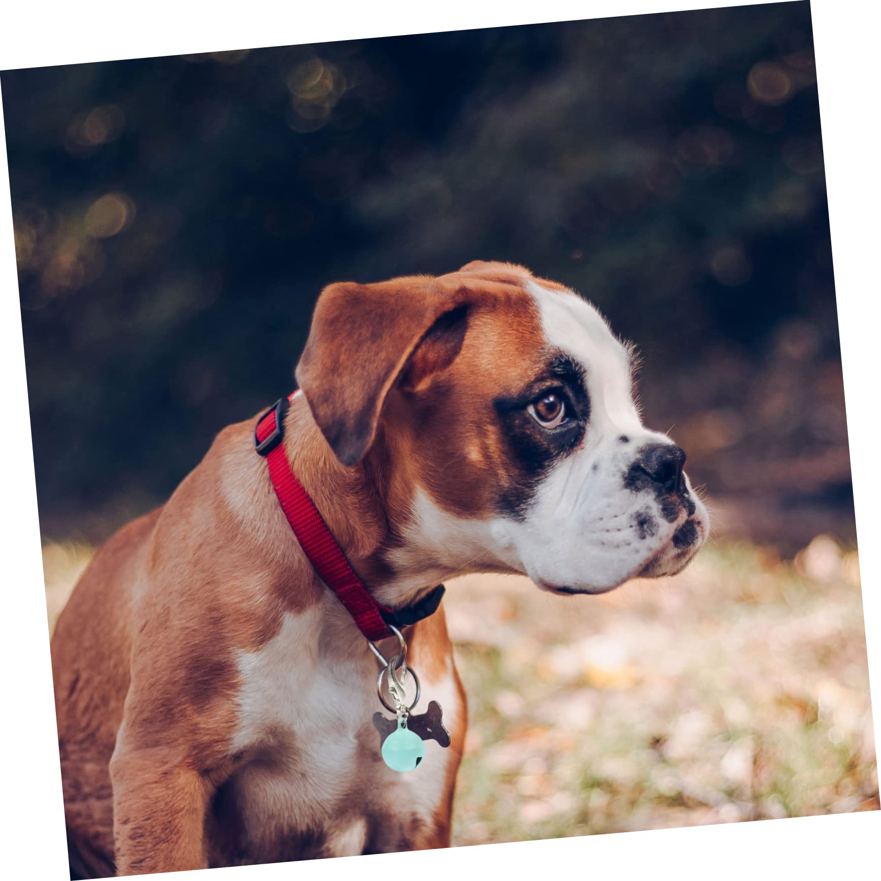 20 Pcs Pet Collar Bell A Necklace Decor Necklaces Puppy Accessories Cat Dog Collar Bells Pack Metal, 3X1.27X1.27CMx5pcs, Metal, Metal No Gemstone