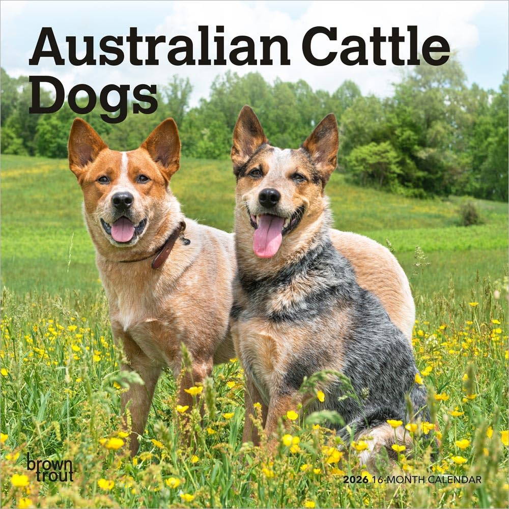 Australian Cattle Dogs | 2026 7 x 14 Inch (Hanging) Monthly Mini Wall Calendar | BrownTrout | Animals Dog Breeds