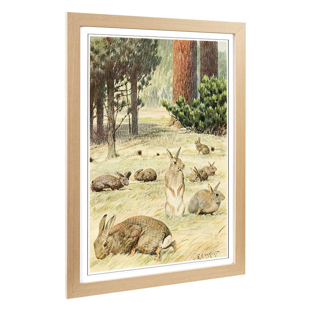 Big Box Art Framed Print of Vintage Karl Ludwig Hartig Wild Rabbits Design | Wall Art Picture | Home Decor for Kitchen, Living Room, Bedroom, Hallway, Oak, A2 / 24.5x18 Inch / 62x45cm