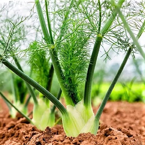 Semilla de hinojo, hinojo de Florencia, reliquia, sin OMG, más de 50 semillas, Country Creek Acres