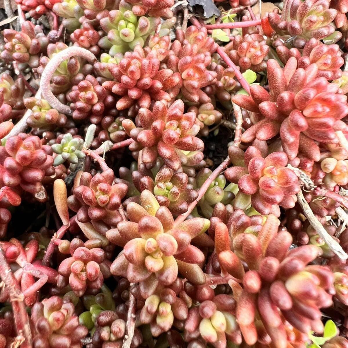 Amazon.co.jp: セダム ベッラデインベルノカット苗1パック分多肉植物