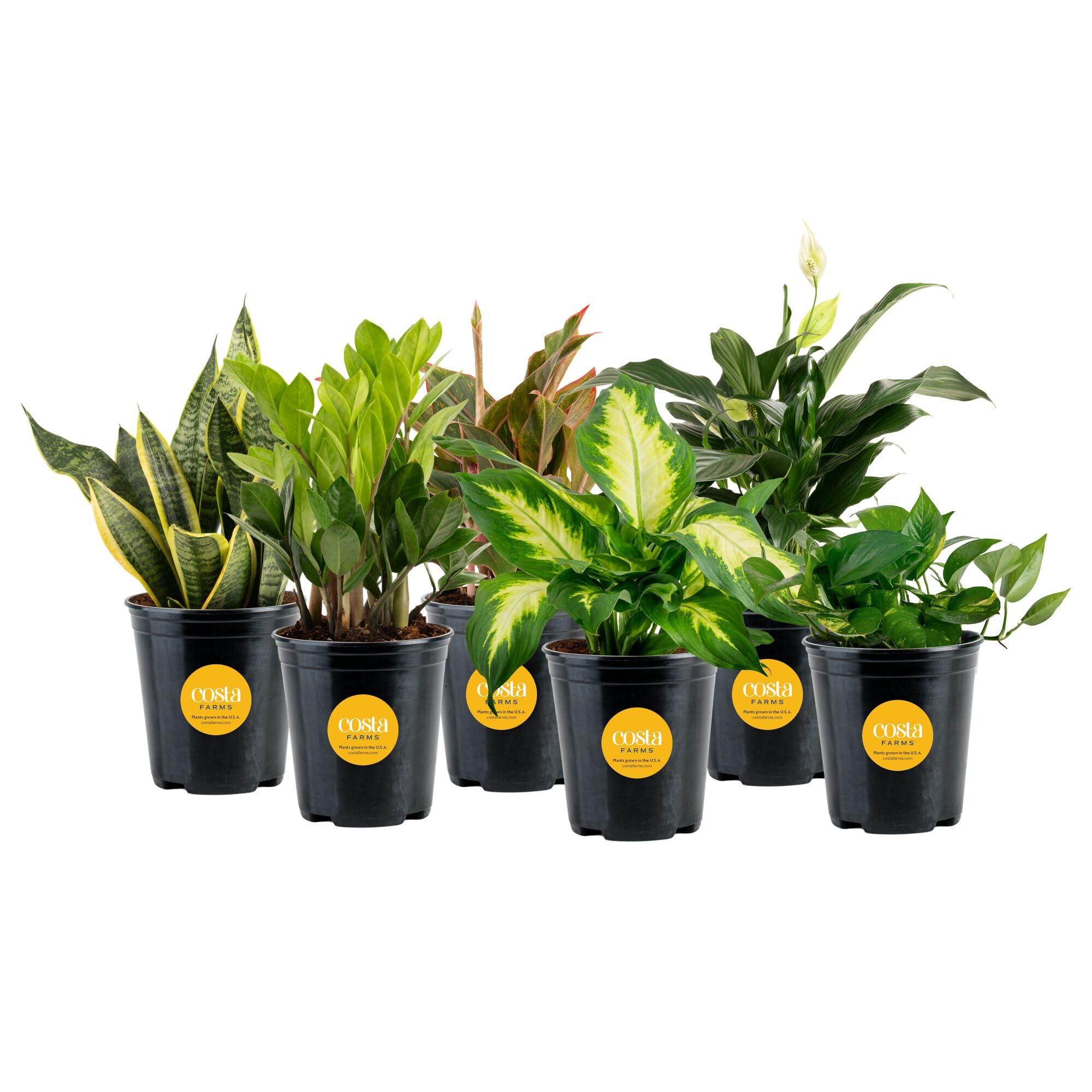 Costa Farms Live Indoor Plant Variety Pack in Plastic Pots