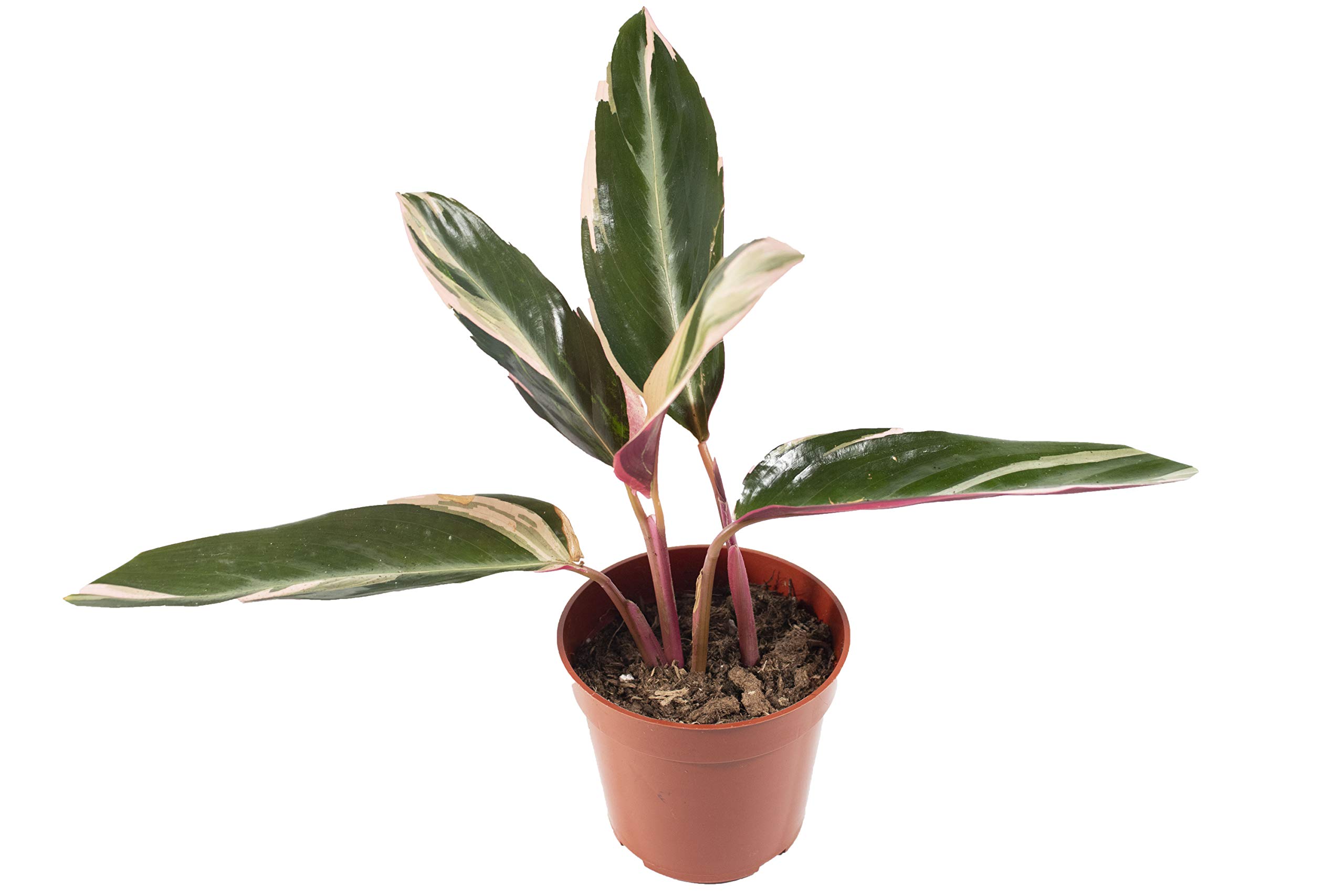 zimmerpflanzen drachenbaum pflege Drachenbaum Dracaena in gärtnerischer Qualität kaufen main image 0