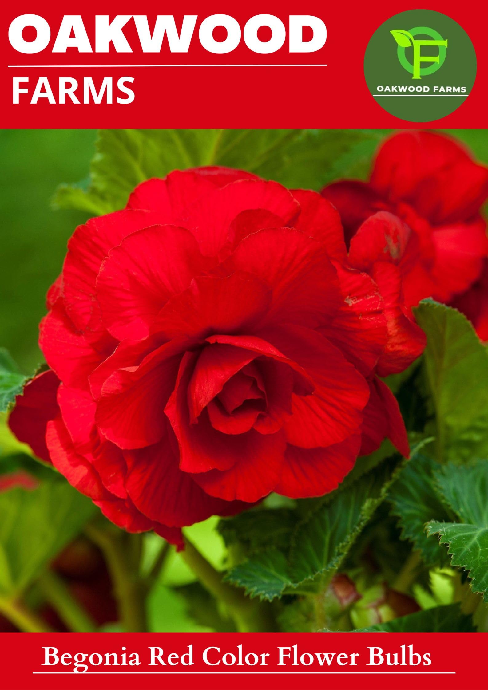 Imported Red Color Begonia Flower Bulbs (Pack Of 3 Bulbs)-image-34