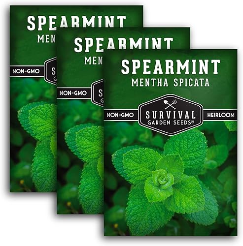 Survival Garden Seeds - 3 paquetes de semillas de menta verde para plantar - Mentha Spicata con instrucciones para plantar deliciosas hierbas y