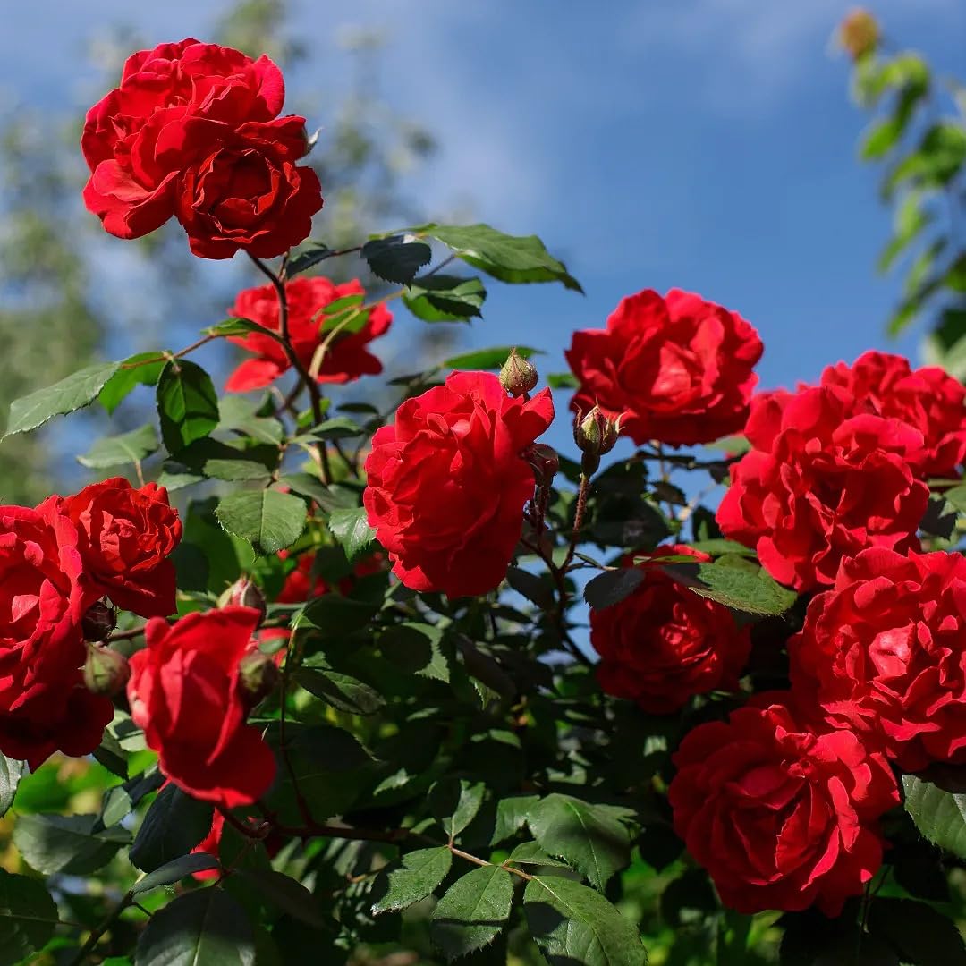 Mitu Rare Grafted " English valentine Red Rose" Gulab Flower Live Plant Decorative Fragrant outdoor perinnial Plant For Balcony, Terrace, Outdoor Gardening 1 Healthy Live Plant in poly bag (B0BF4H6886) Amazon Price History, Amazon Price Tracker