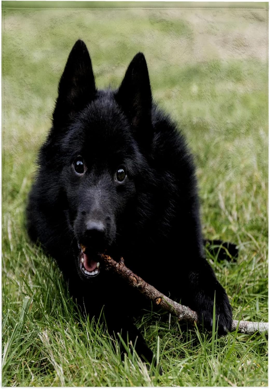 3dRose Schipperke Puppy Chewing on a Long Stick on his Lawn. 22x30 Bath Hand Pool Towel
