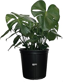 Nature's Way Farms Monstera Deliciosa Live Plant; Swiss Cheese Plant; Indoor Plant; Split Leaf Philodendron; 2-3 Feet Tall; in Growers Pot
