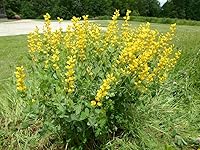 Vista 1 de Semillas de índigo silvestre amarillo grande para plantar (50 semillas) - Baptisia sphaerocarpa