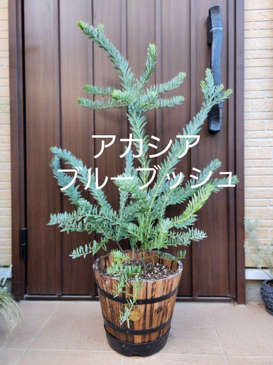 アカシア ブルーブッシュ 樽型鉢植え 苗 大株 シンボルツリー