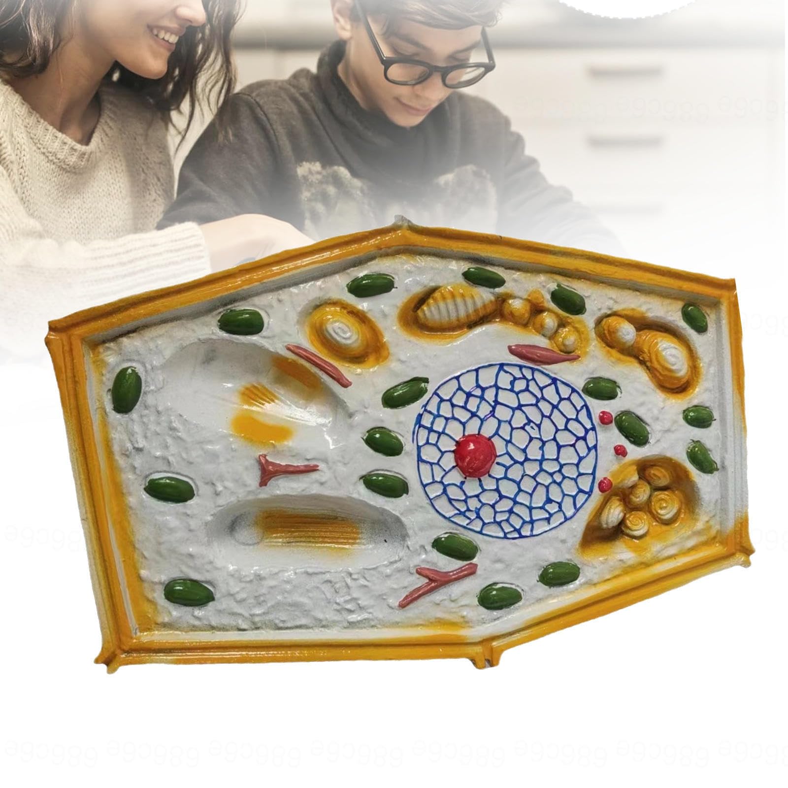 Modello anatomico della cellula vegetale, esemplari microscopici, struttura cellulare vegetale; materiale didattico biologia in scala ampliata per l'educazione secondaria