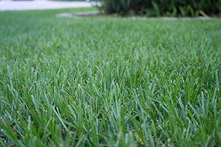 Argentine Bahia Grass Seeds, 4 Ounces. Great for lawns, Pasture and Wildlife plots.