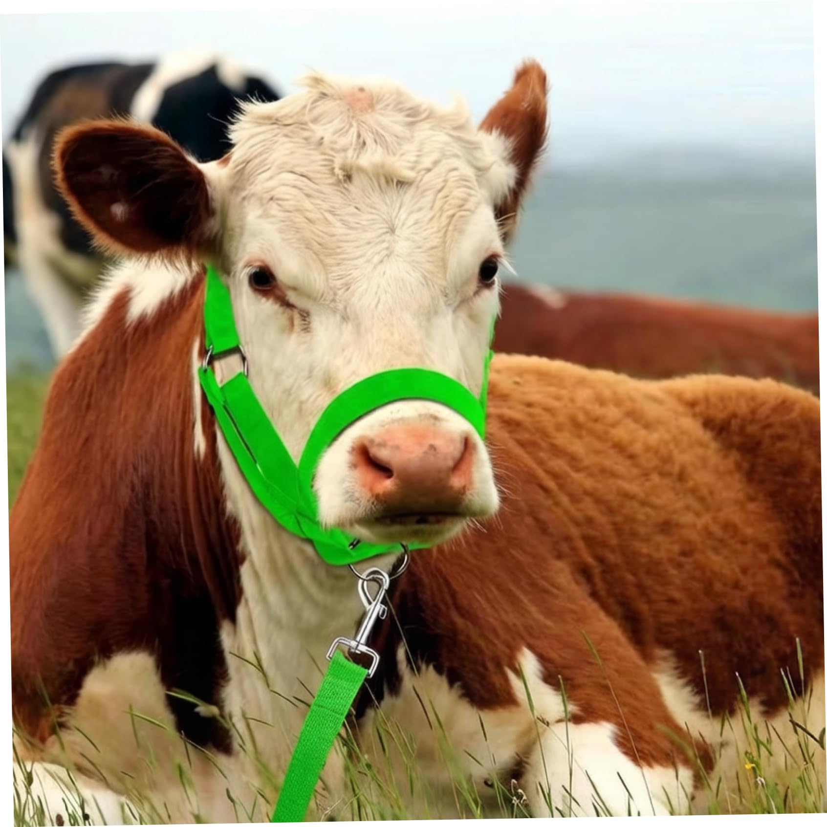 Capezze, 2 pezzi Capezza per mucche Capezza regolabile per polpacci con corda principale Cavezze per bovini in nylon resistente per cavallo/asino/capra/bovino