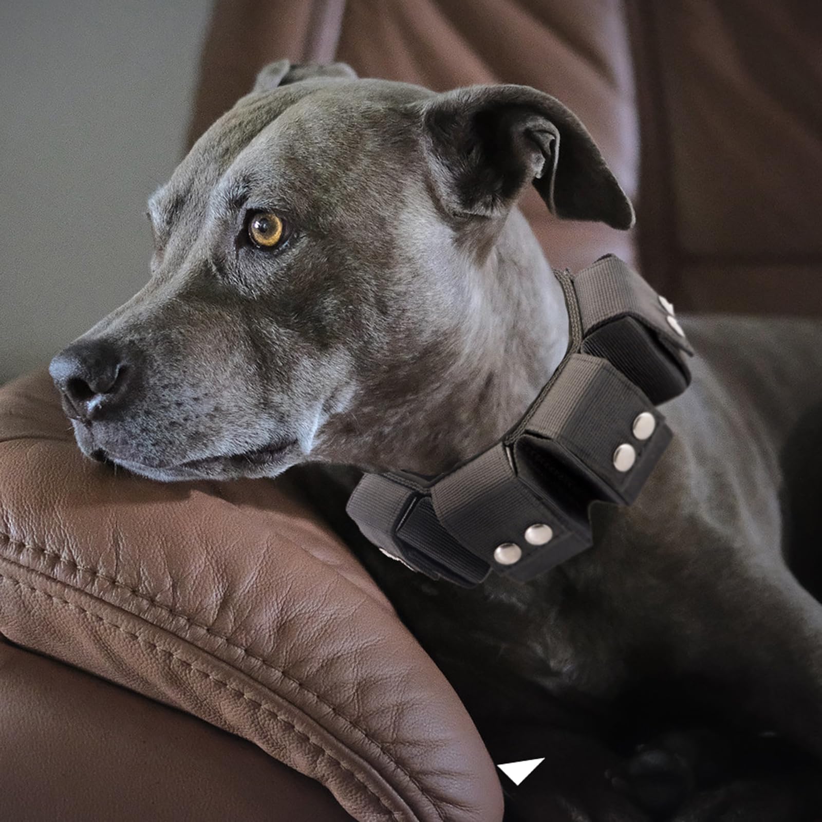Collar táctico con peso para perro, pesas para entrenamiento y ejercicio, perros pequeños, medianos y grandes