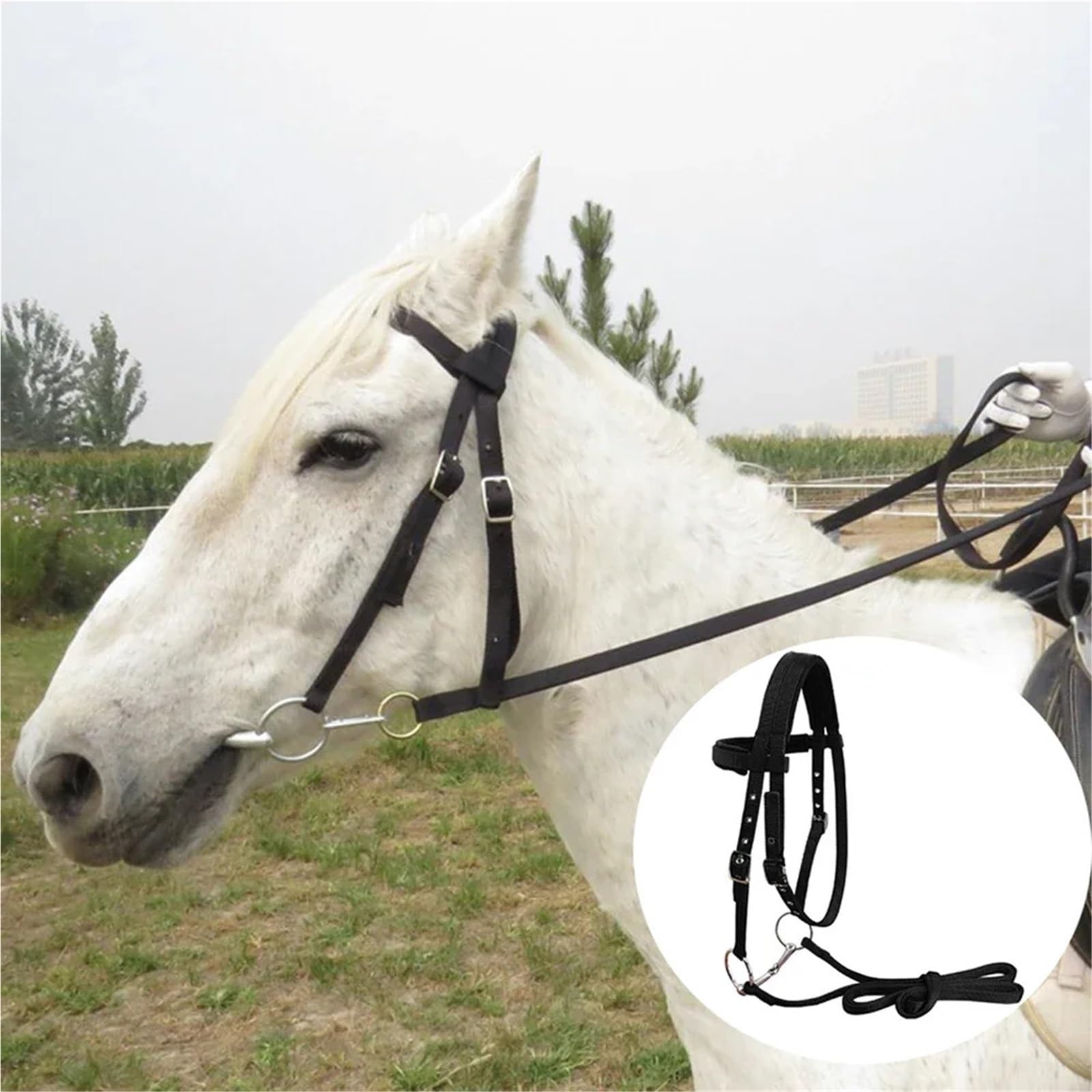 Durevole Briglia for Cavallo Rein Testata for Cavallo 20 mm Fettuccia in PP Cavezza Ispessita Attrezzatura equestre for Allenamento di Equitazione all'aperto per Cavalli(Red M)