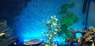 Review Image by Brandy T.