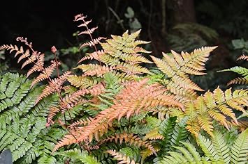 Image Dryopteris erythrosora - Marginal Pond Plants - Pond Plants - Water Plants-None-1 LTR Image Dryopteris erythrosora - Marginal Pond Plants - Pond Plants - Water Plants-None-1 LTR