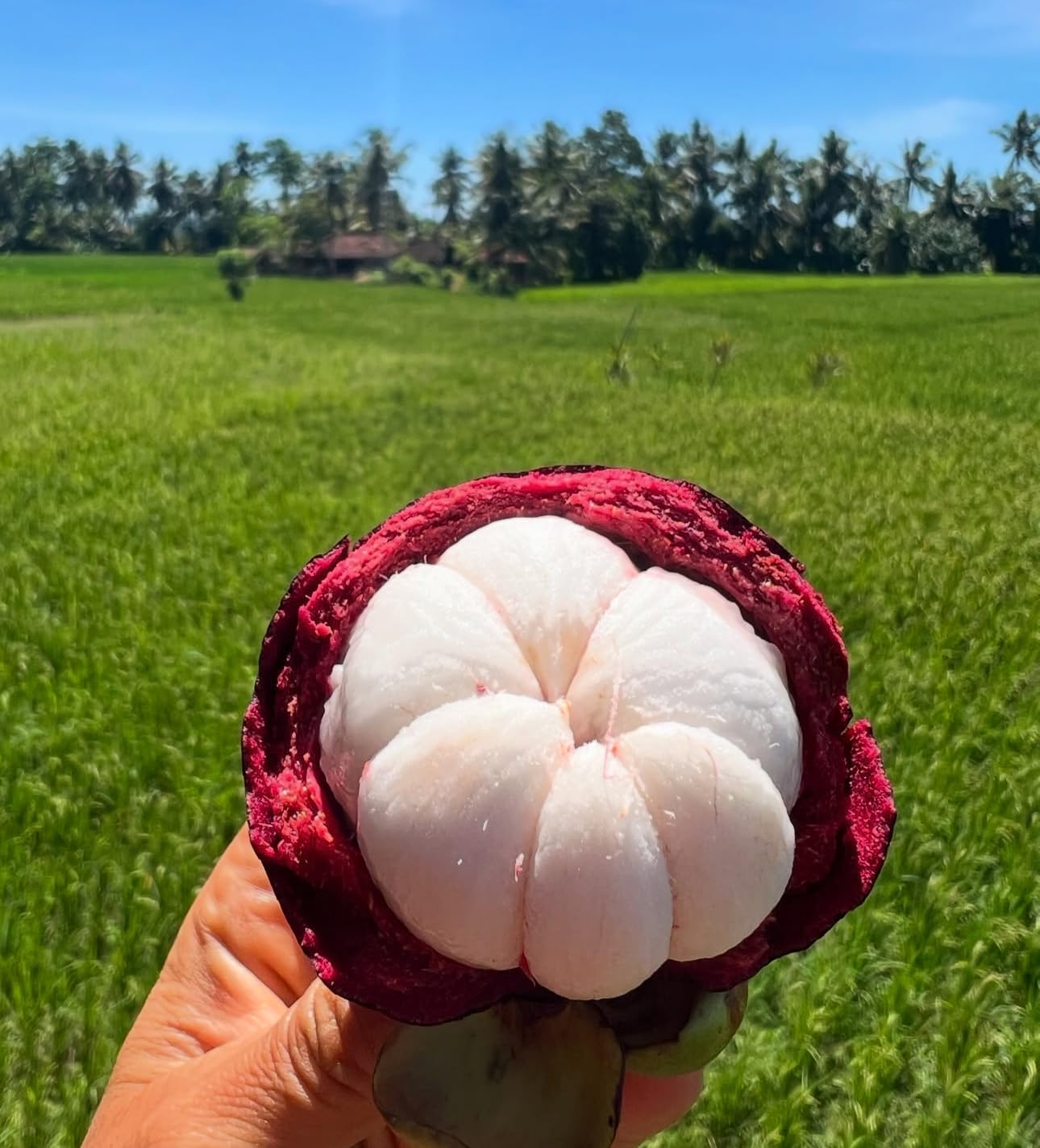 Mangosteen (Garcinia mangostana) Mangostan Live Fruit Tree 10in to 24in