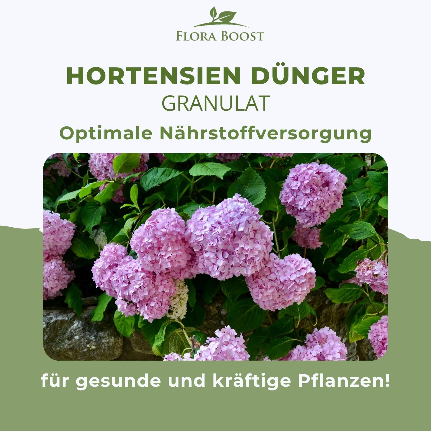 Flora Boost PRO Hortensien Dünger 5 kg I Langzeitdünger NPK 8-5-5 für Bauern-, Rispen- & Tellerhortensien I Granulat für üppige Blüten, kräftiges Wachstum & gesunde Pflanzen