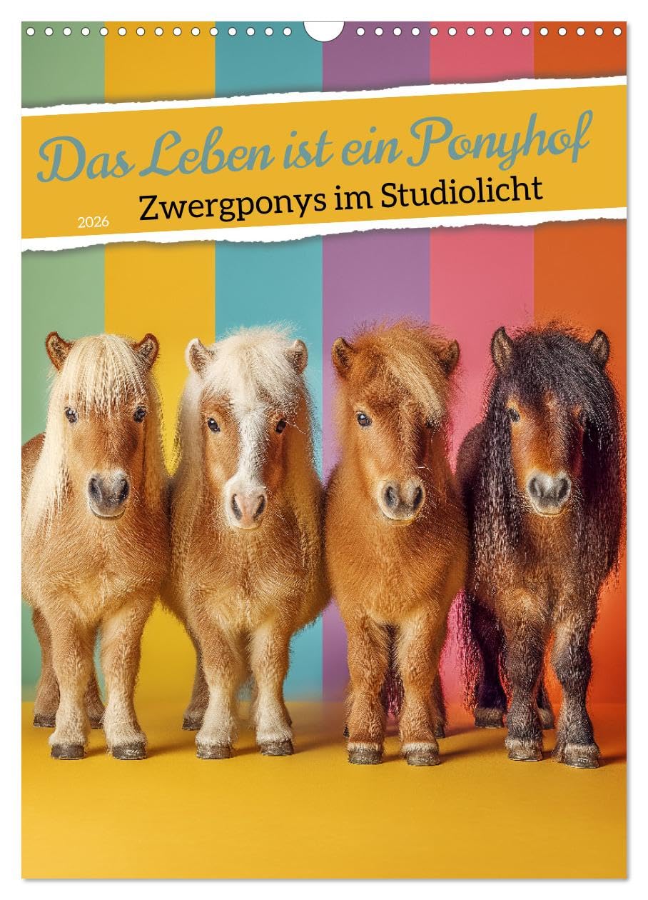 Life is a pony farm - dwarf ponies in the studio light UK-Version (Wall Calendar 2026 DIN A3 Portrait), CALVENDO 12 Month Wall Calendar โ image 1