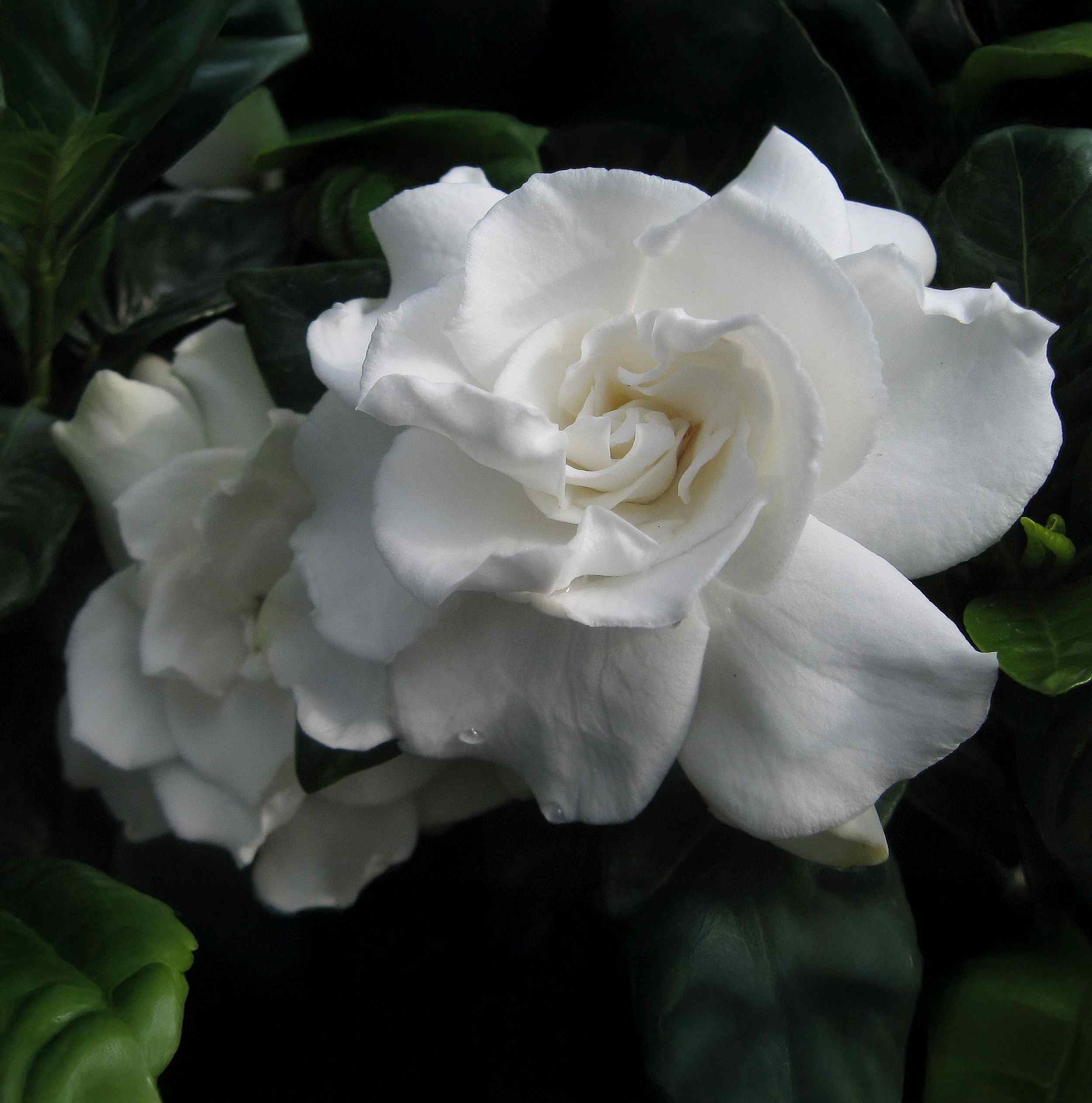 Vetchii Heirloom Gardenia