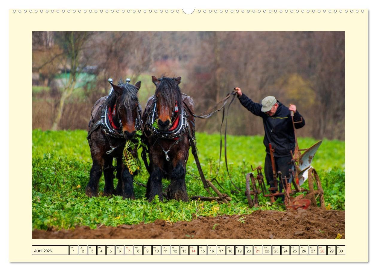Arbeitspferde - Alltag des belgischen Kaltbluts (hochwertiger Premium Wandkalender 2026 DIN A2 quer), Kunstdruck in Hochglanz: Dieser Kalender zeigt ... belgischen Kaltblütern (CALVENDO Mobilitaet)
