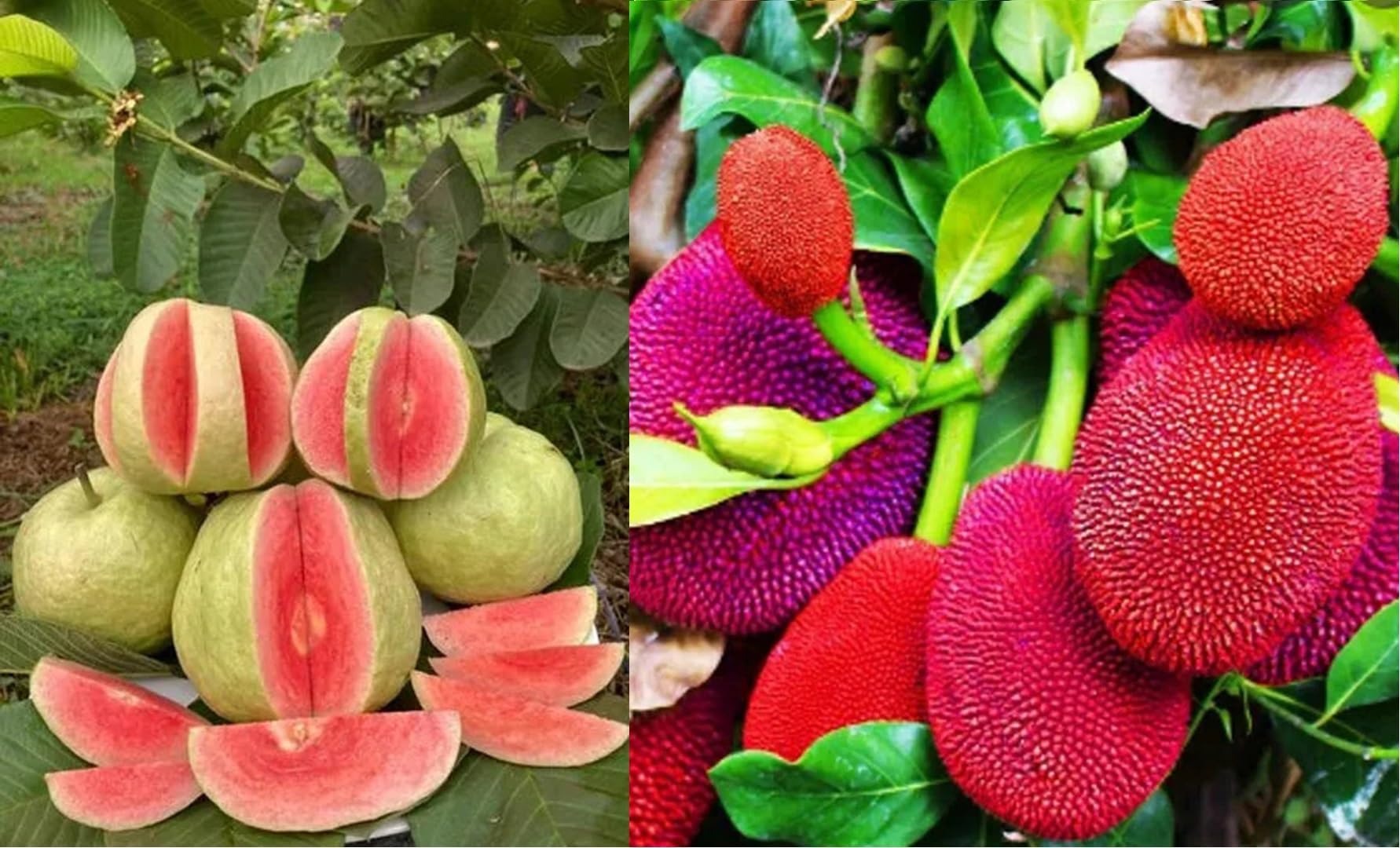 Global Green - Red Combo (1 Thai Red Diamond Guava + 1 Thai Red Jackfruit Plant) Grafting Plant, 1 year fruting challenge height 1.6-2FT (B0CD3NSZM7) Amazon Price History, Amazon Price Tracker