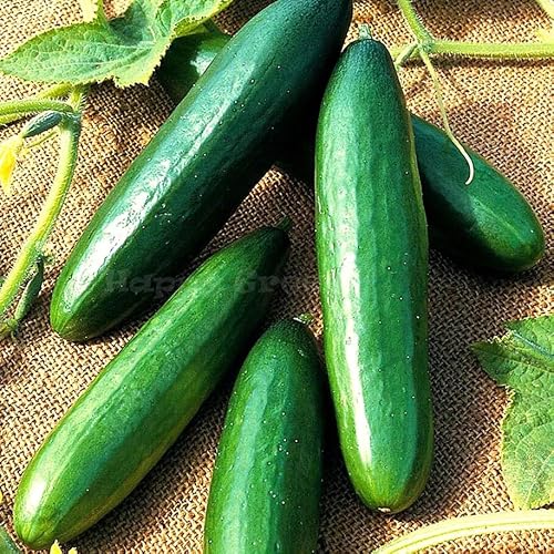 Cucumber Obelix F1 Hybrid - 20 Seeds + Freebie + Plant tag - Cucumis sativus