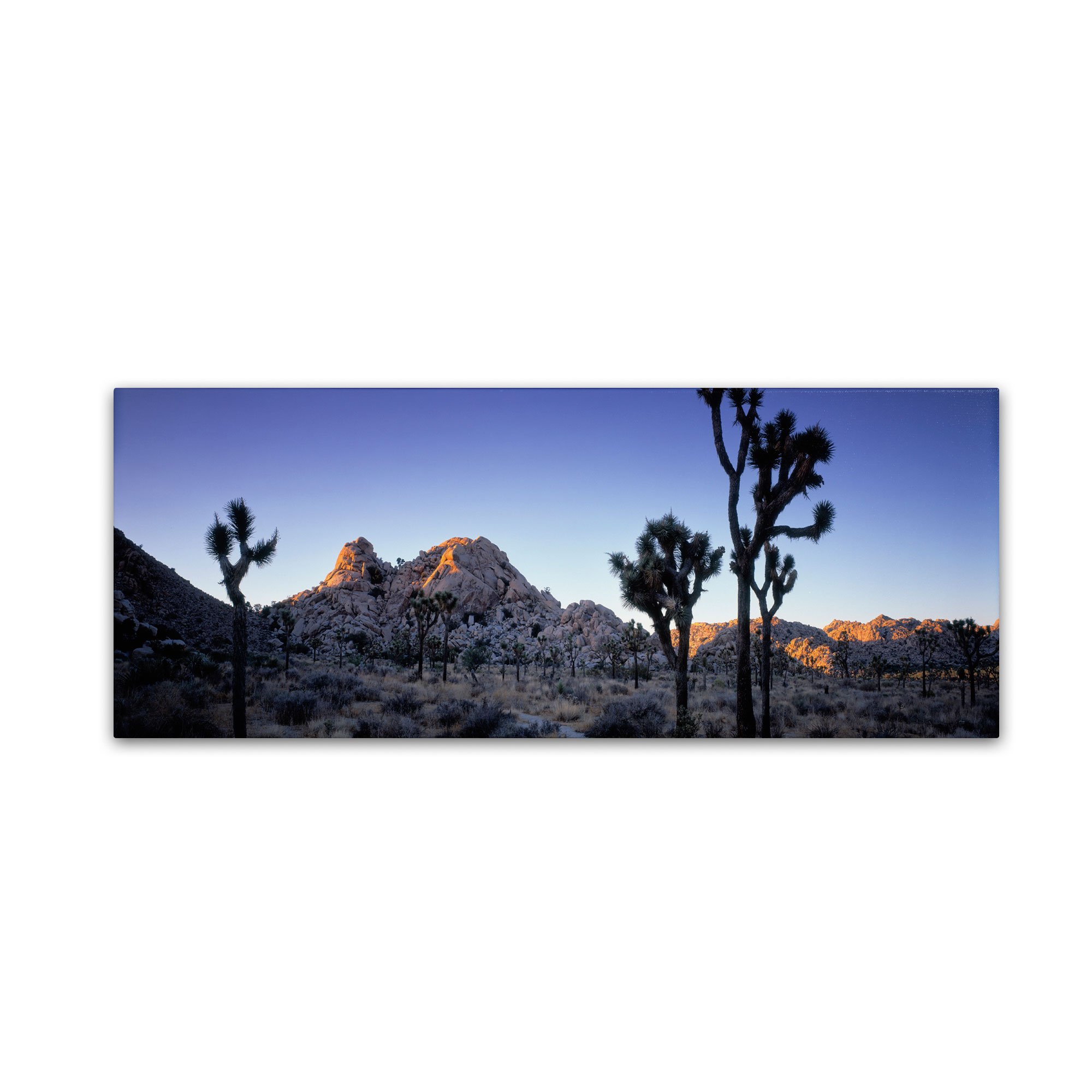"Joshua Tree-NP" Artwork by David Evans, 6 by 19-Inch Canvas Wall Art