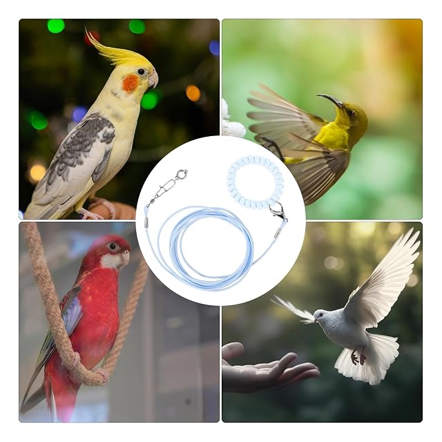Foto 4 de 8 de Cuerda de entrenamiento de vuelo de pájaros,Cuerda de entrenamiento de vuelo de aves