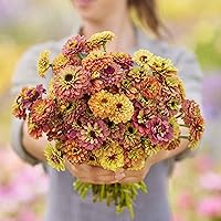 Vista 104 de Eden Brothers - Semillas de zinnia, cactus con flores, sin OMG, plantar en primavera, paquete, flores de bajo mantenimiento, zonas 3, 4, 5, 6, 7, 8