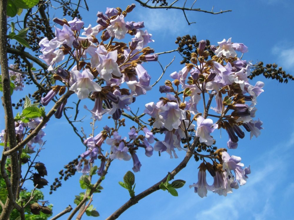 SAFLAX Arbre impérial Paulownia tomentosa 200 graines