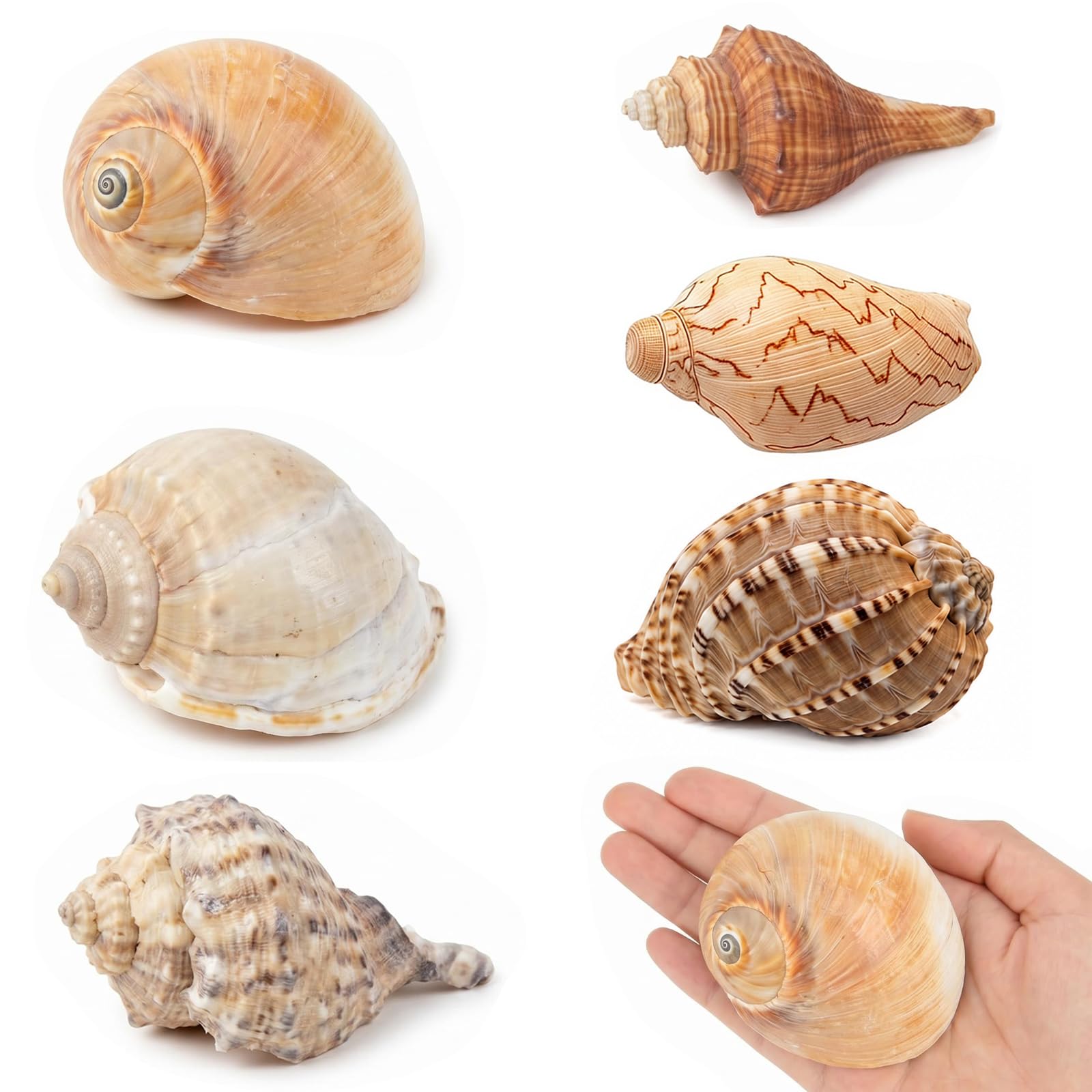 6PCS Hermit Crab Shells Medium to Large, Natural Sea Conch 2.5"-3.5", Opening Size 1.5" - 2.7" | Growth Turbo Shells Hermit Crab Small Medium Large, Saltwater Hermit Crab Accessories