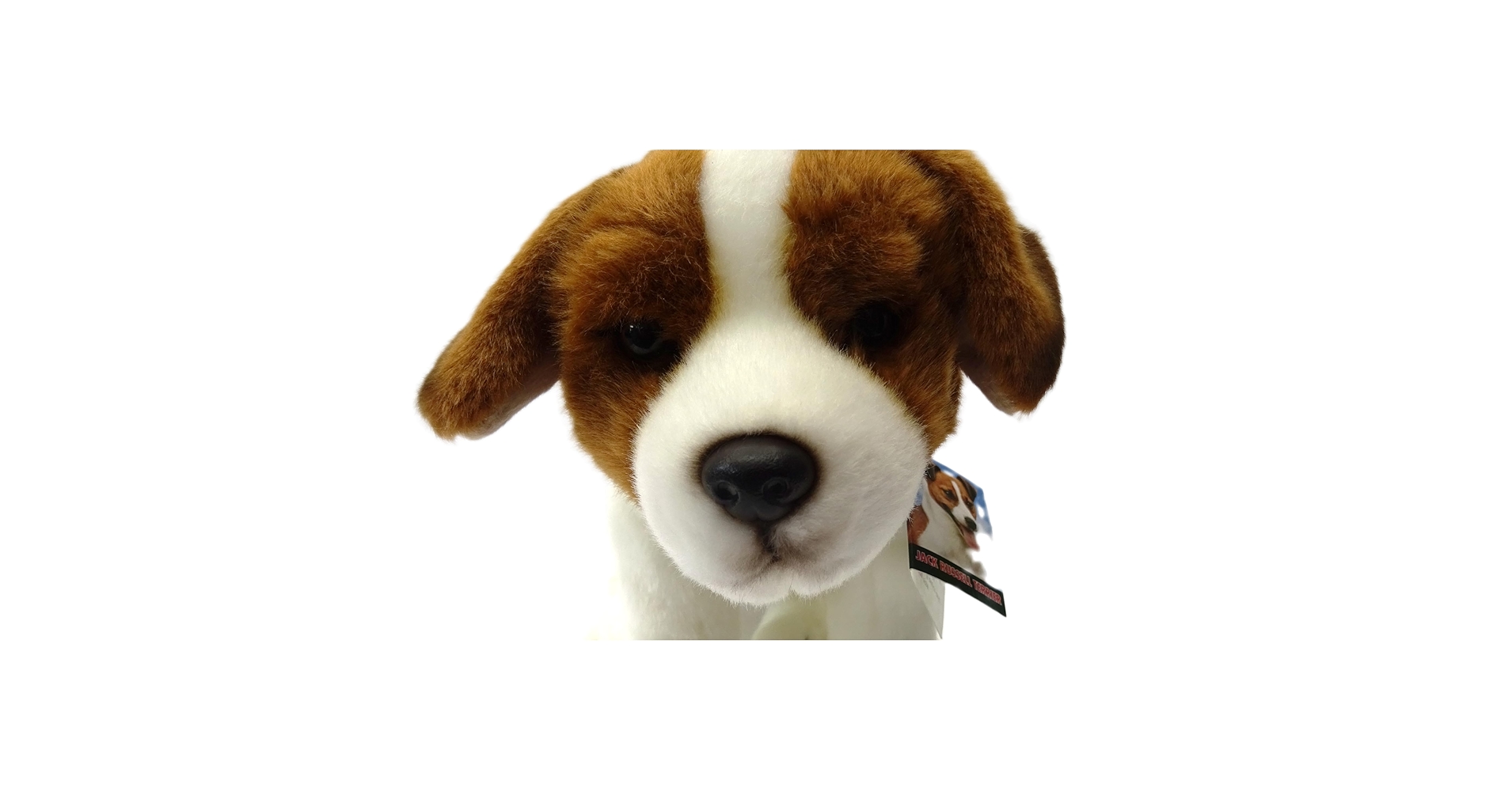 Amazon.com: Jack Russell 12