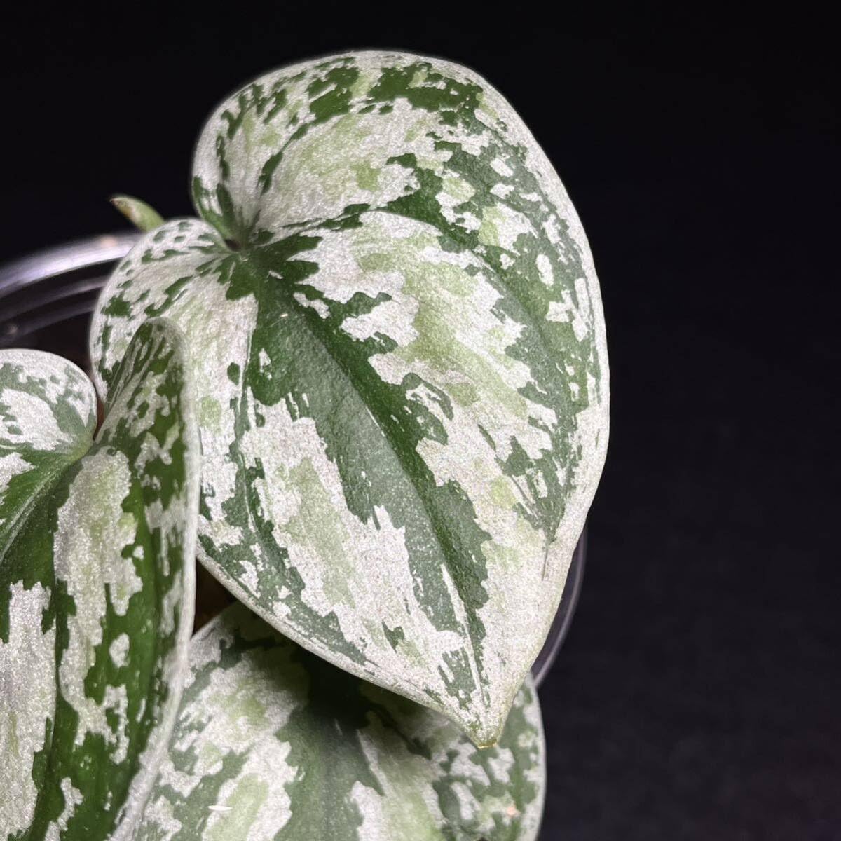 【大株】 Scindapsus silver llic ★スキンダプサス 大株】 Scindapsus silver llic ☆スキンダプサス 大株