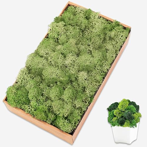 TCYPUHL Musgo preservado para manualidades musgo de reno de Chartreuse para plantas en maceta decoración de musgo decorativo para arte de pared