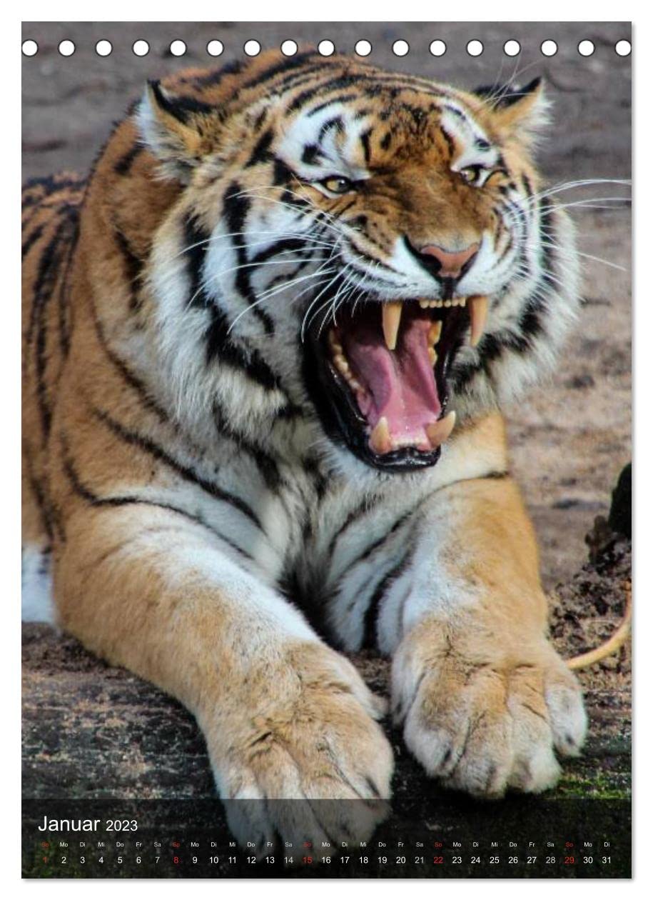 Großkatzen. Raubkatzengesichter (Tischkalender 2023 DIN A5 hoch): Die unbeschreiblich schönen Gesichter von Großkatzen sind immer wieder ein Freude. (Monatskalender, 14 Seiten ) (CALVENDO Tiere)