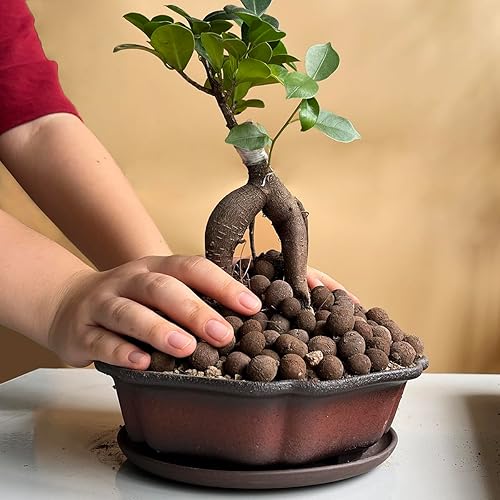 Miniatura 4 de MUZHI Maceta de barro para bonsái con forma de flor sin esmaltar de 7.5 pulgadas con platillo de cerámica, maceta de terracota poco profunda