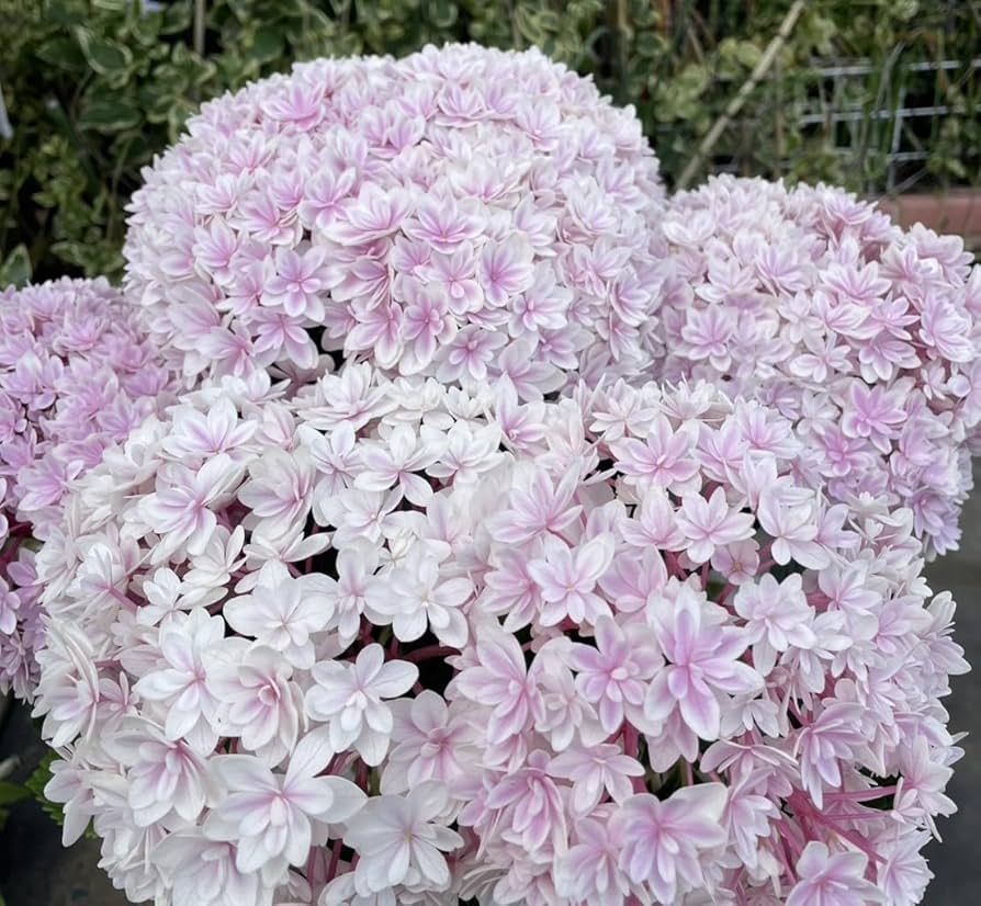 Amazon.co.jp: あじさい 紫陽花 鉢植え アジサイ 5号鉢 … (響