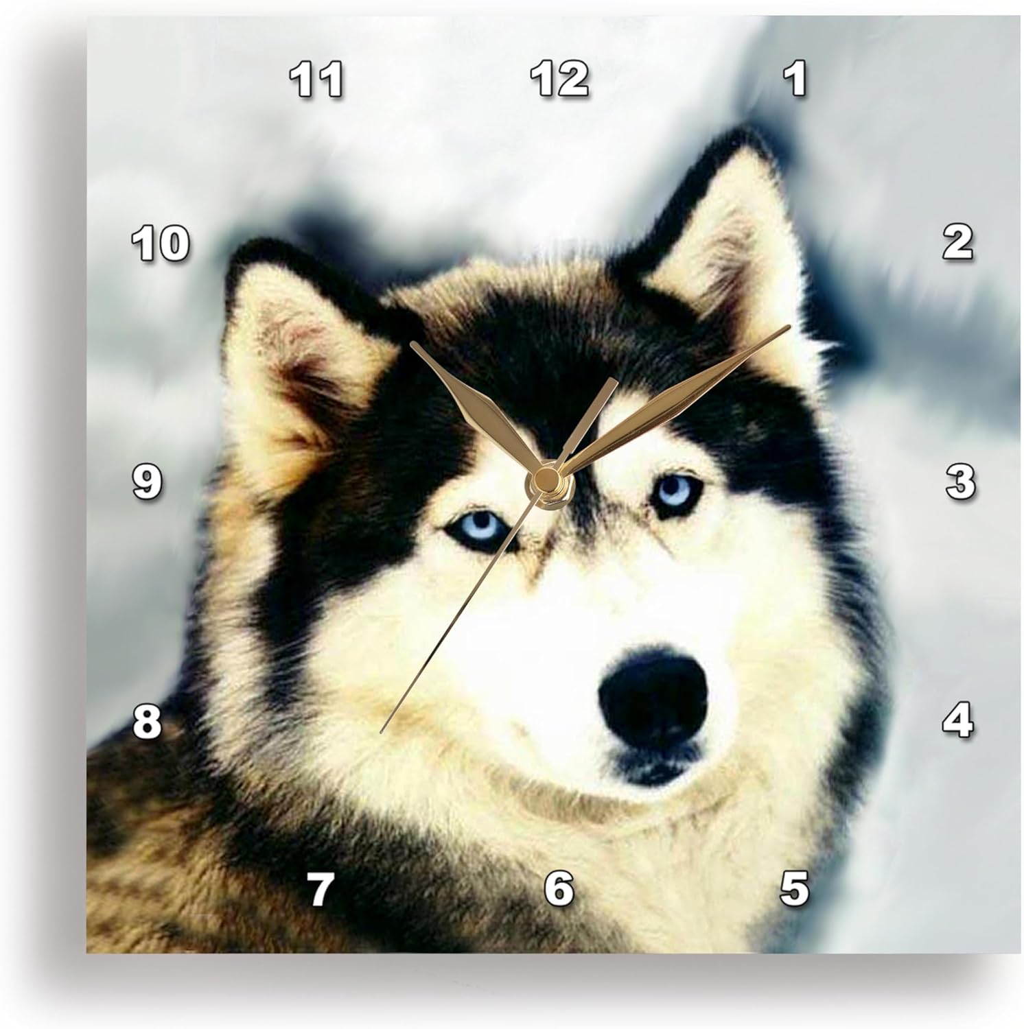 3dRose DPP_517_3 Staring Siberian Husky-Wall Clock, 15-inch, Multicolor