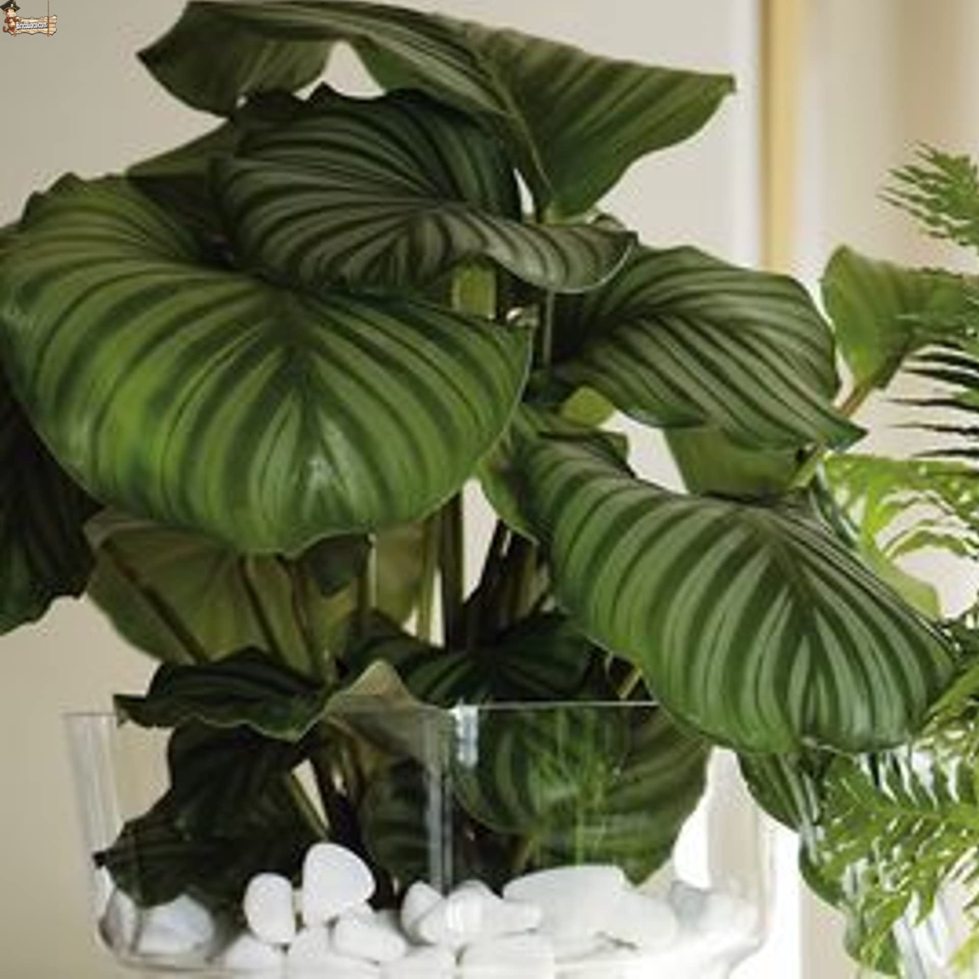 BricoLoco.com Fertilizante plantas orgánico 100% ecológico. Abono líquido. 7,5 LTS (6x1,25lts) Complejo nutritivo materia orgánica, aminoácidos y nutrientes. Interior, exterior, huerto o jardín. (6)
