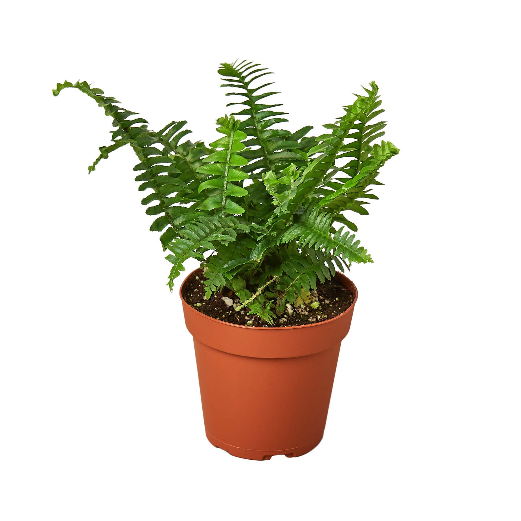 House Plant Shop Fern Jester's Crown