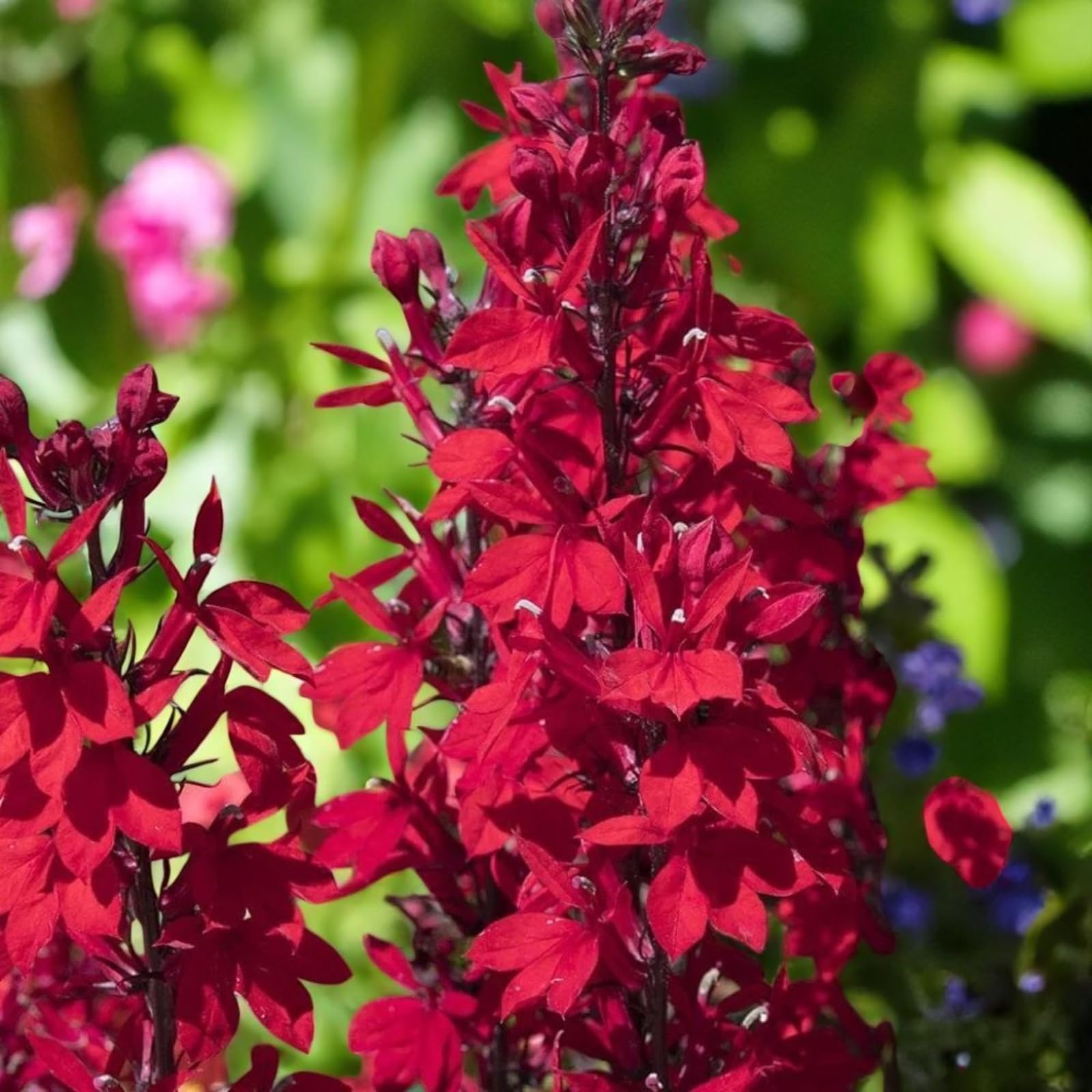 Carbeth Plants 3 x Lobelia Speciosa Starship Deep Scarlet in 9cm Pots