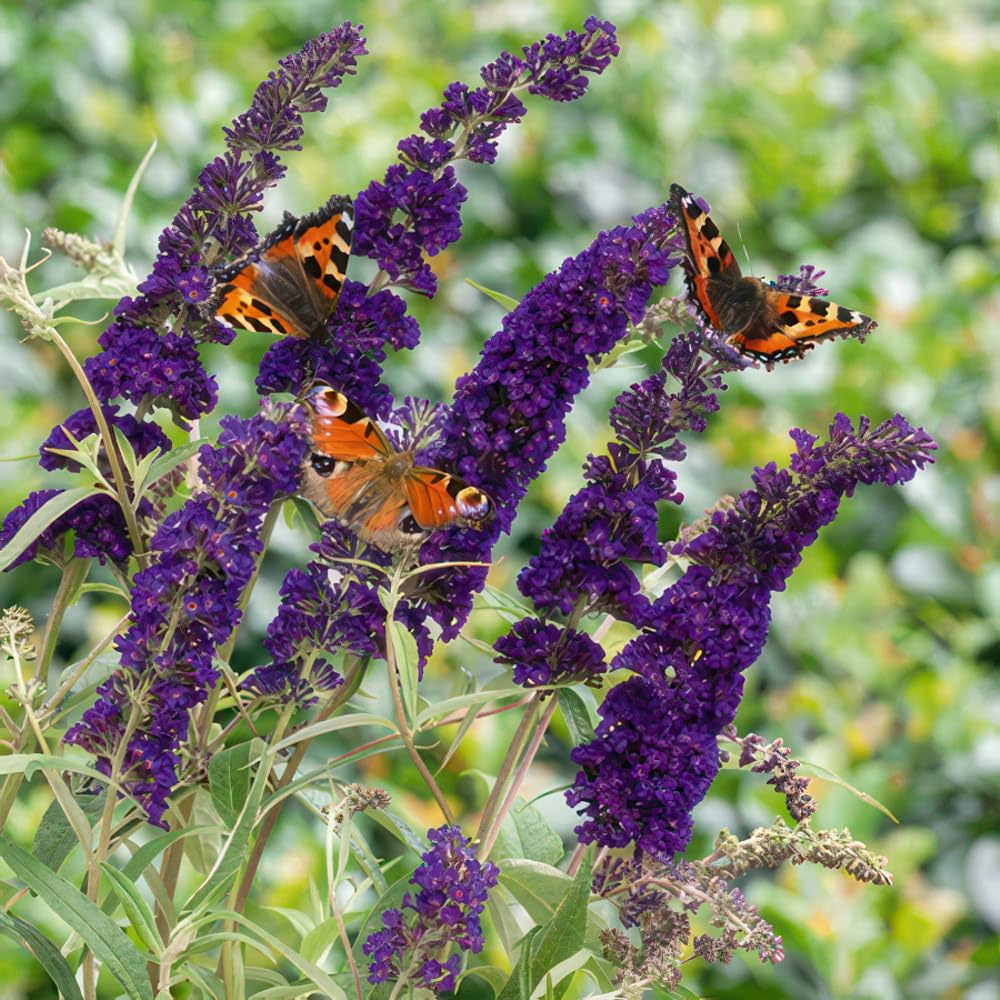 Buddleia 'Black Knight'. 9cm Plant x 2. Dark Purple, Fragrant Flowers! Buddleja. Butterfly Bush. Plants for Pollinators. Available from Bedwen Plants