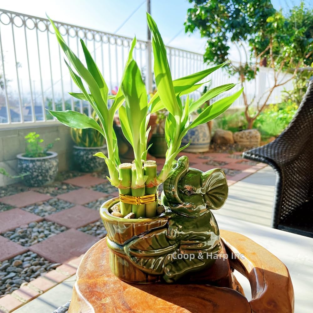 6-Stalk of 4" Small Lucky Bamboo Live Indoor Plant with Ceramic Vase, Live Indoor Lucky Bamboo for Home, Office and Gift (Elephant A)
