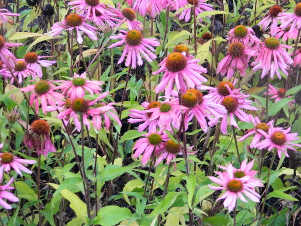 6x Chapeau de soleil - Echinacea Purpurea | 9x9 cm pot