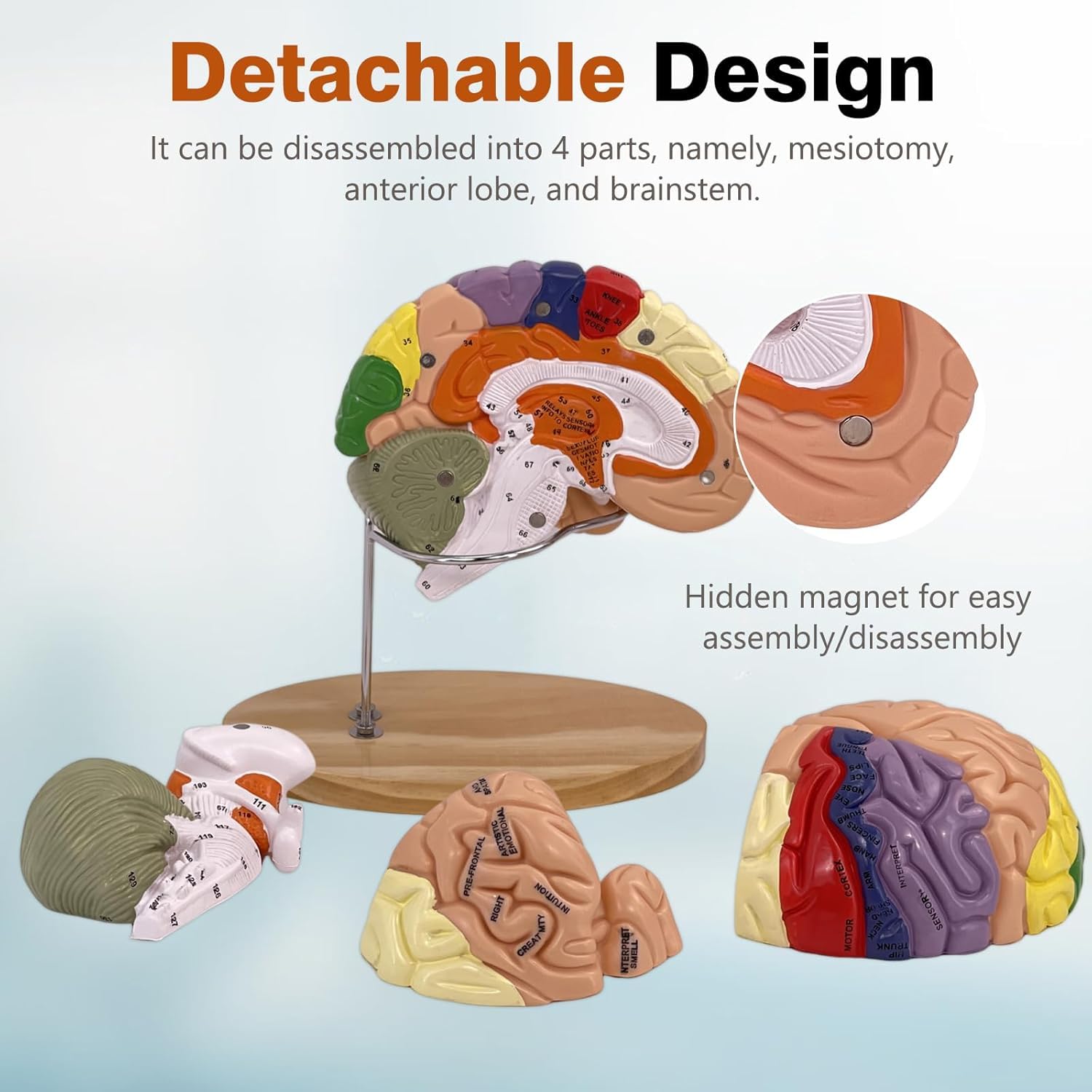 Modello di Cervello Umano Anatomicamente Preciso Maqueta Cervello 4 Porzioni per La Esposizione Medica Aprendizaje Maqueta Cervello Umano Psicologia di Dimensione Reale 2X